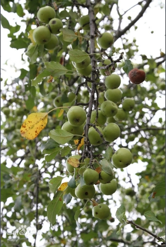 4- 9 新疆野苹果（Malus sieversii）.png