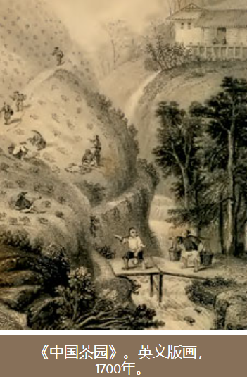 中国茶园。英国版画，1700年.png
