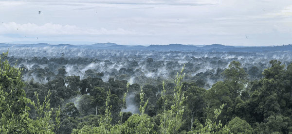图1 哥曼洞周边的雨林.jpg