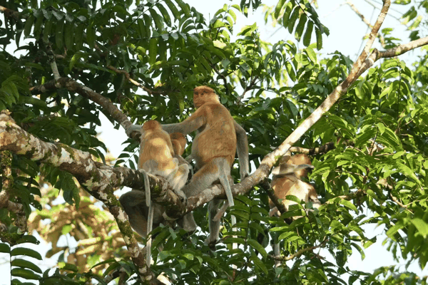图17 长鼻猴一家.jpg