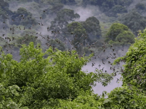 图4 从洞中飞出的蝙蝠.jpg