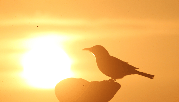 IMG_0135 by MaMing 日出地鸦 马鸣 摄.jpg