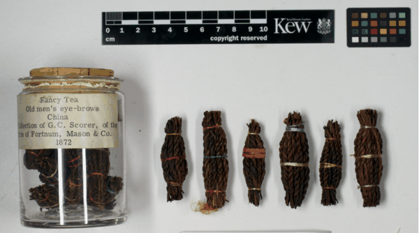 1 收藏编号73218:1872年“老人眉茶”.png