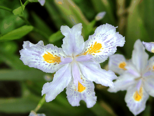 031鸢尾科 鸢尾 花俯视n (2)_副本.jpg