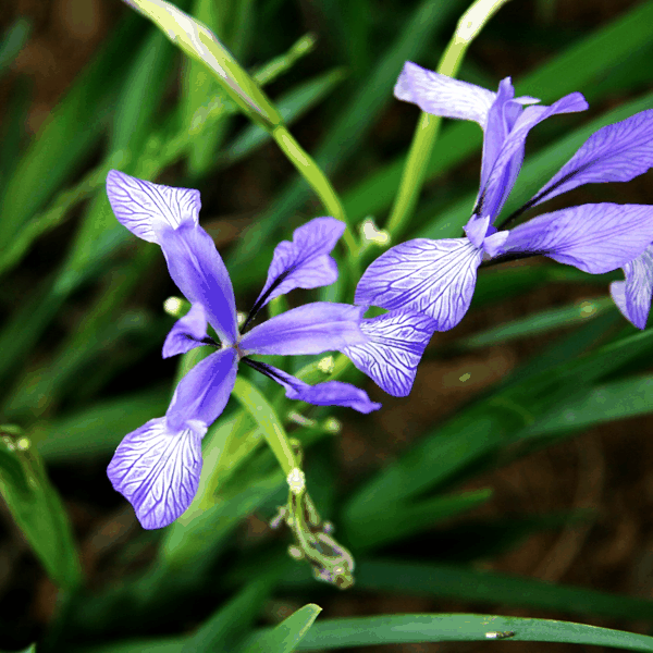 031鸢尾科 马蔺 Iris lactea Pall.var.chinensis (2)_副本.jpg