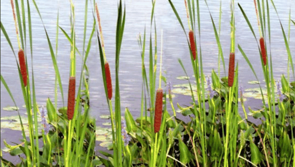 图 2 水岸挺水植物景观.png