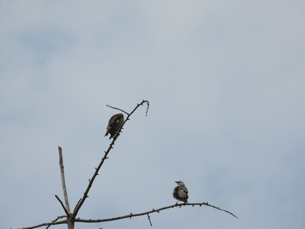 DSCN1020.JPG