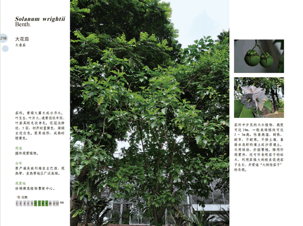 218 大花茄.png