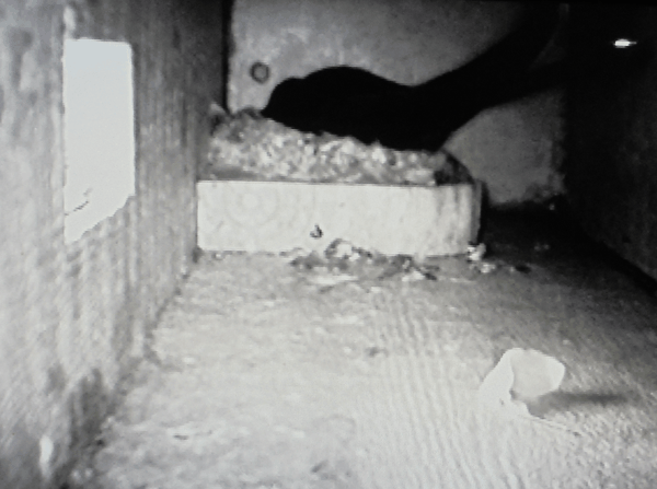 最后 6月6日 第一枚卵出壳了 见前方卵壳 The egg shell in the front.png