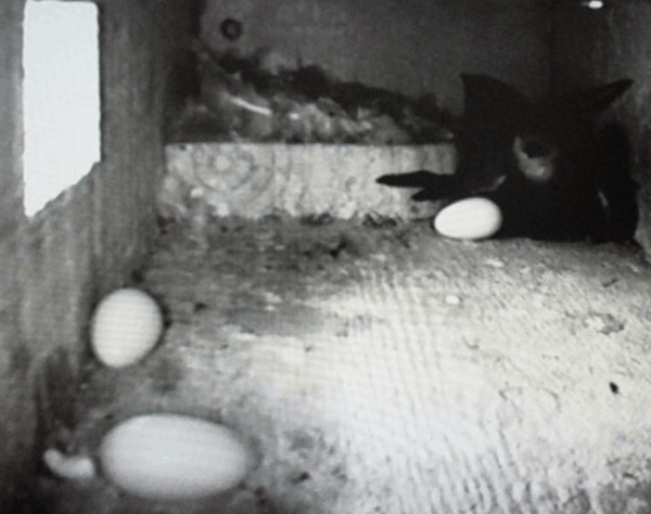 最后 失败者残局 After a fight, the defeated opponent's eggs are removed.jpg