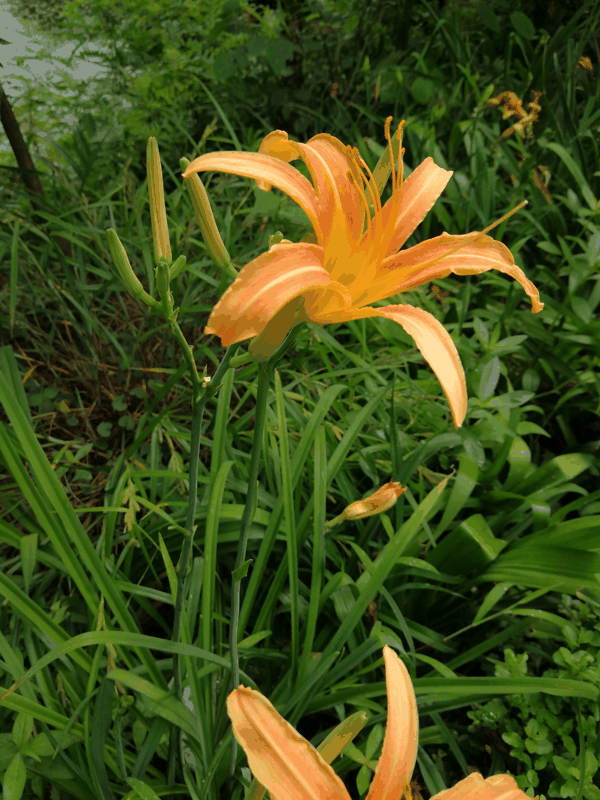 IMG_20190613_101548.jpg