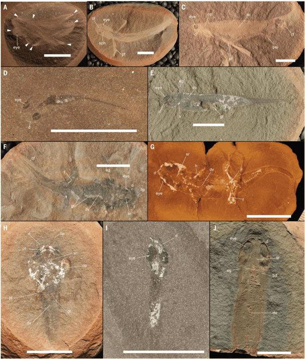 Mazon Monday #327: Direct development of stem tetrapods across the fin-to-limb transition – Earth Science Club of Northern Illinois
