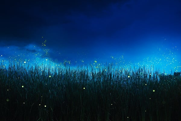 夏夜流萤景观.png