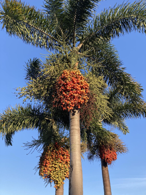 狐尾棕（Wodyetia bifurcata）.png