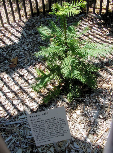 瓦勒迈松（Wollemia nobilis）6.png