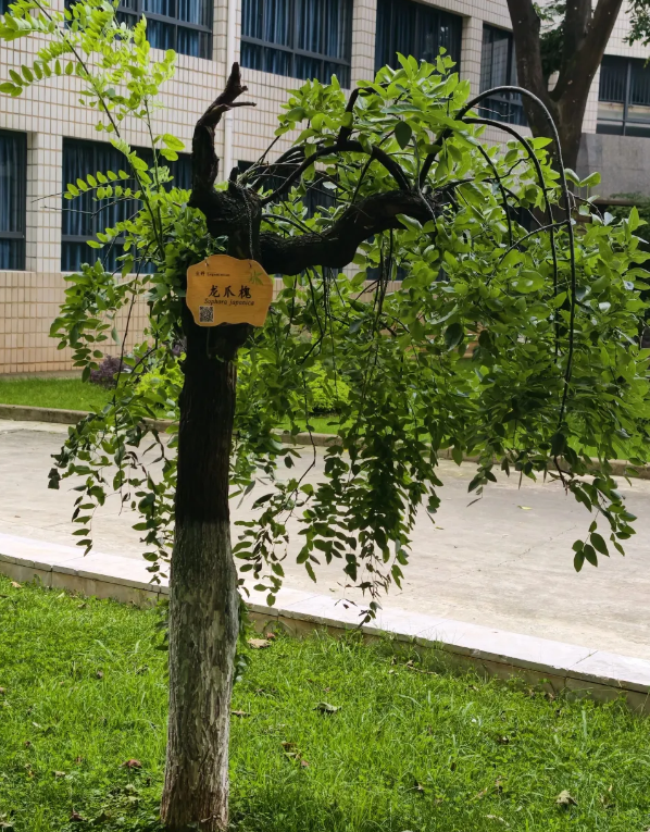 QQ_1785077821891.png