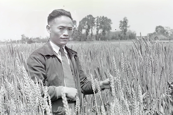 图3 李先闻在四川农业改进所田间查看小麦（1943）.jpg