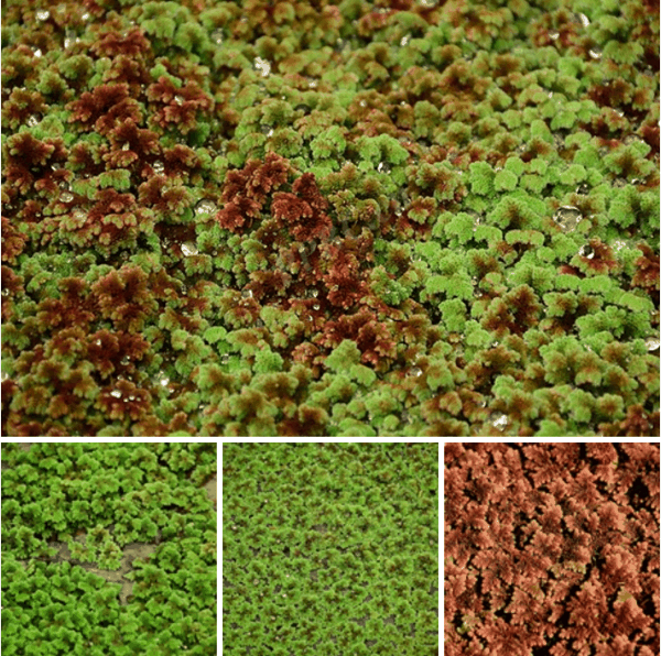细叶满江红蕨(Azolla filiculoides).png