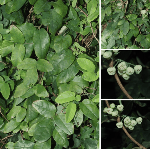 图1 避役藤 Boquila trifoliata.png