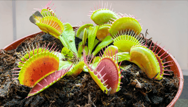 捕蝇草(Dionaea muscipula)2.png