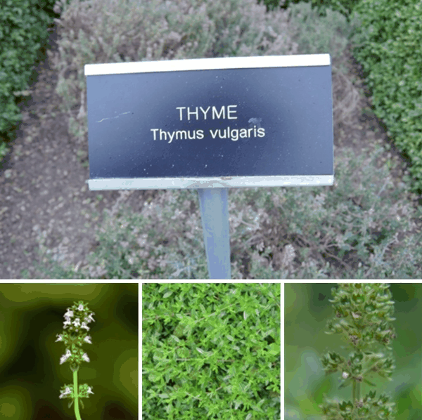 6 普通百里香(Thymus vulgaris).png