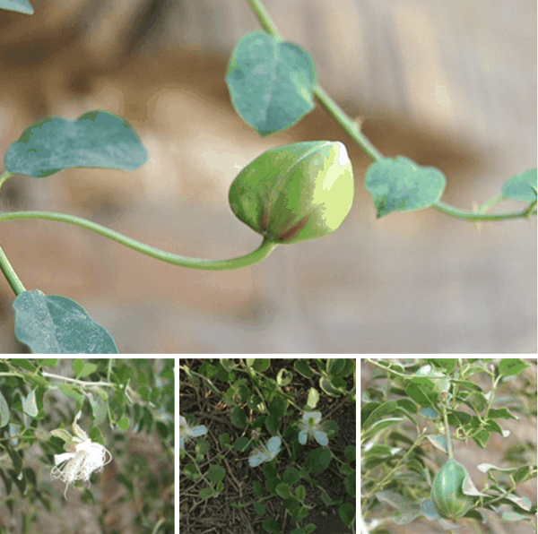 5 刺山柑(Capparis spinosa).png