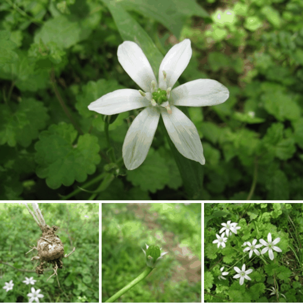 8 伞花虎眼万年青(Ornithogalum umbellatum).png