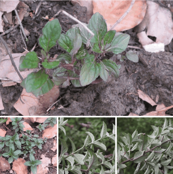7 欧薄荷(Mentha longifolia).png