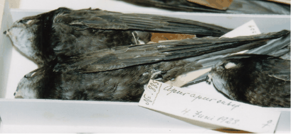 Adult Common Swifts ♀.jpg