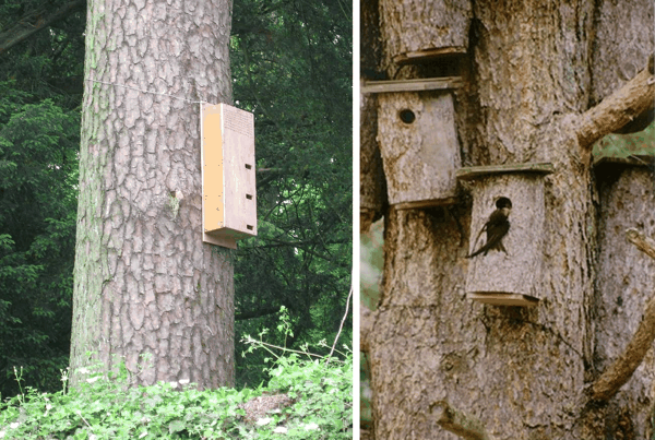 For swifts used to nesting in trees in Swedish_2014-2015.jpg