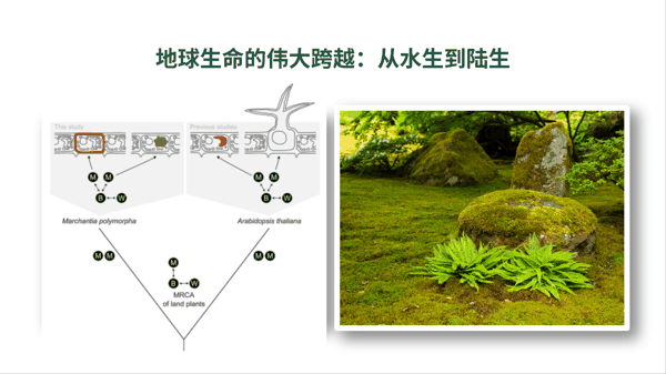 1 地球生命的伟大跨越:从水生到陆生.png