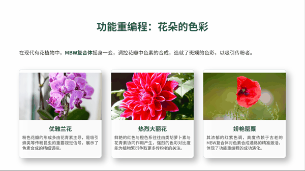 4 功能重编程:花朵的色彩.png