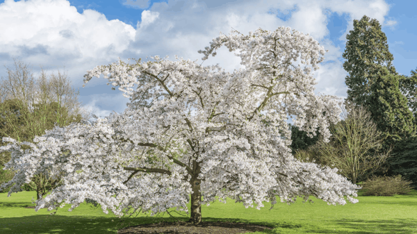 Prunus-x-yedoensis.jpg