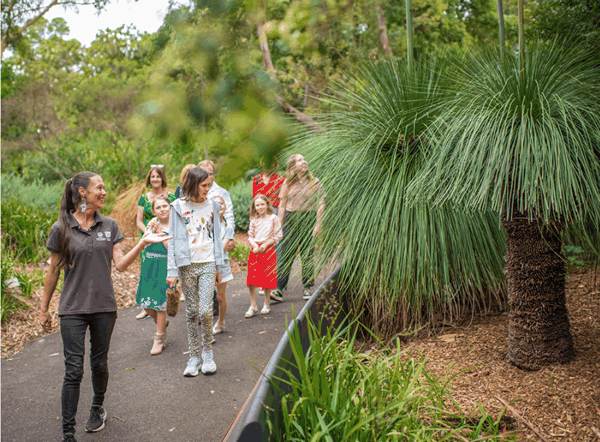 悉尼皇家植物园澳洲草树(Xanthorrhoea australis).png