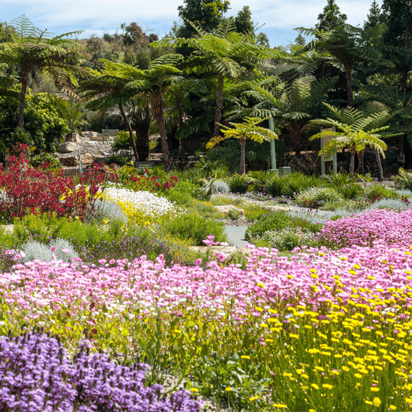 3 安南山澳大利亚植物园(Australian Botanic Garden Mount Annan).png