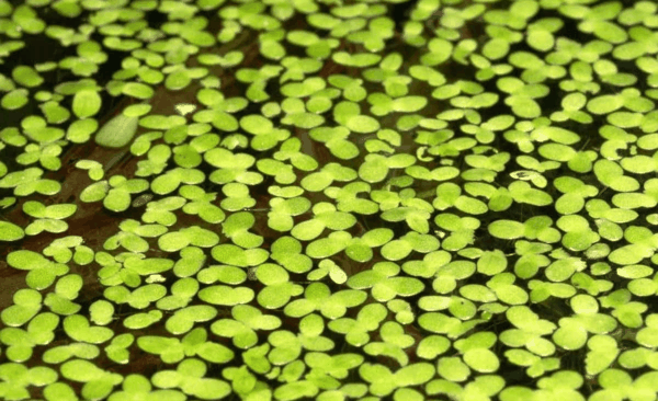 图 3 水面漂浮型水生植物.png