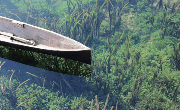 图 1 沉水植物群落实景.png