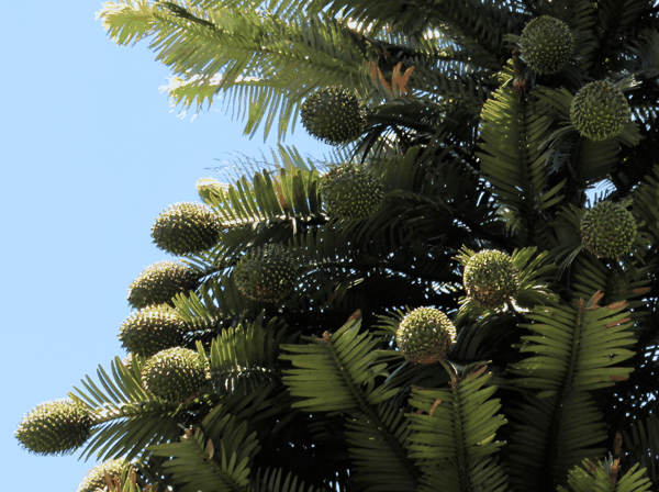 瓦勒迈松(Wollemia nobilis)8.png
