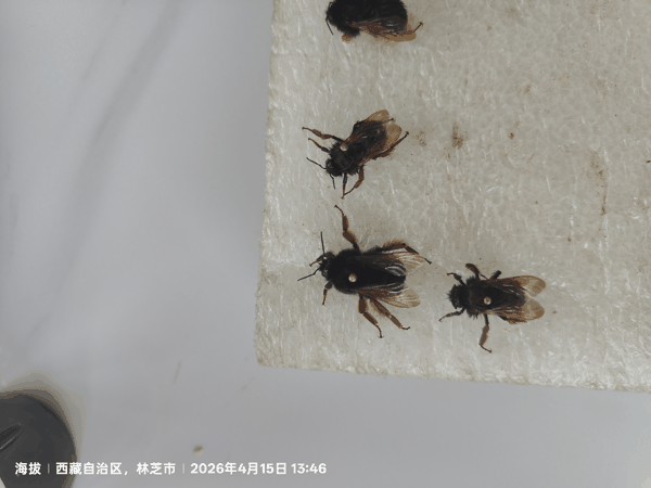 5制作熊峰标本.jpg