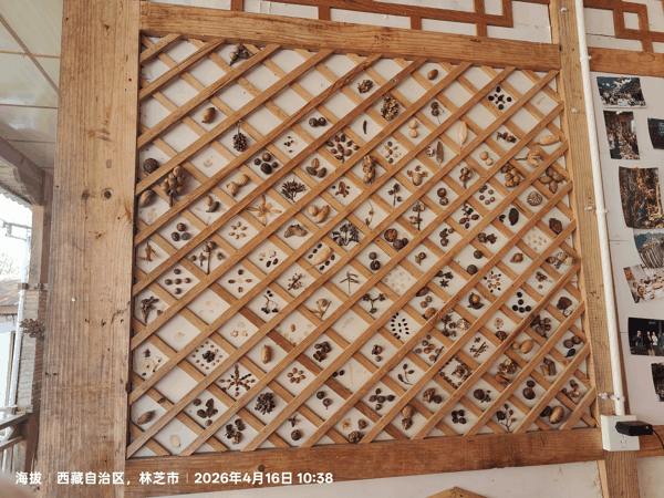 2各类植物种子.jpg