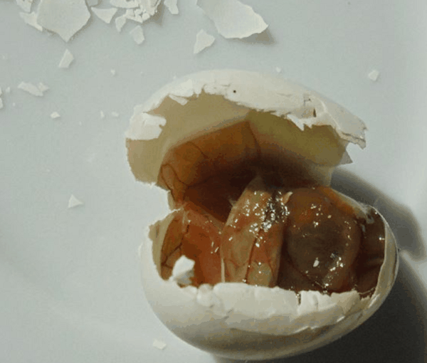 最后 胚胎 embryo 2026a.jpg