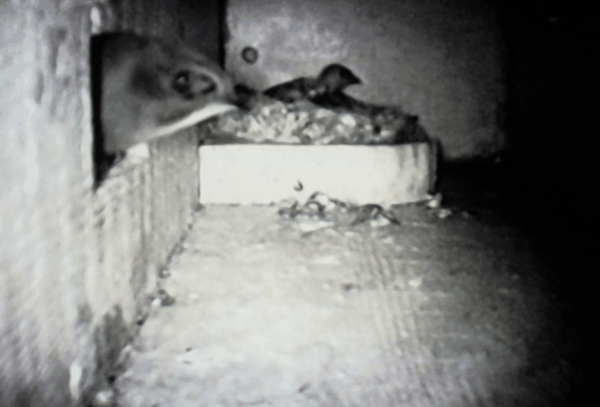 最后 nestling on the nest 幼鸟.jpg