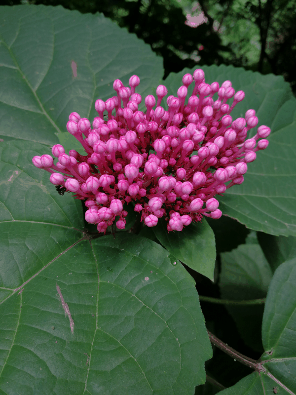 IMG_20190613_102305.jpg