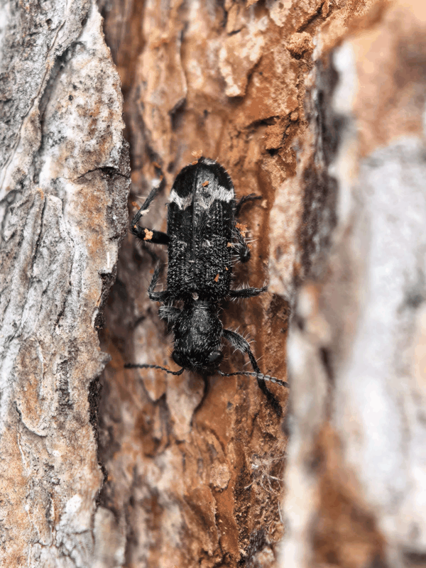 7郭公虫.jpg