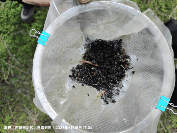 3黄盘收集.jpg