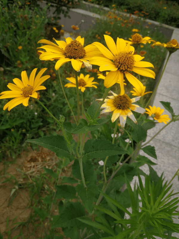 IMG_20210626_171952.jpg