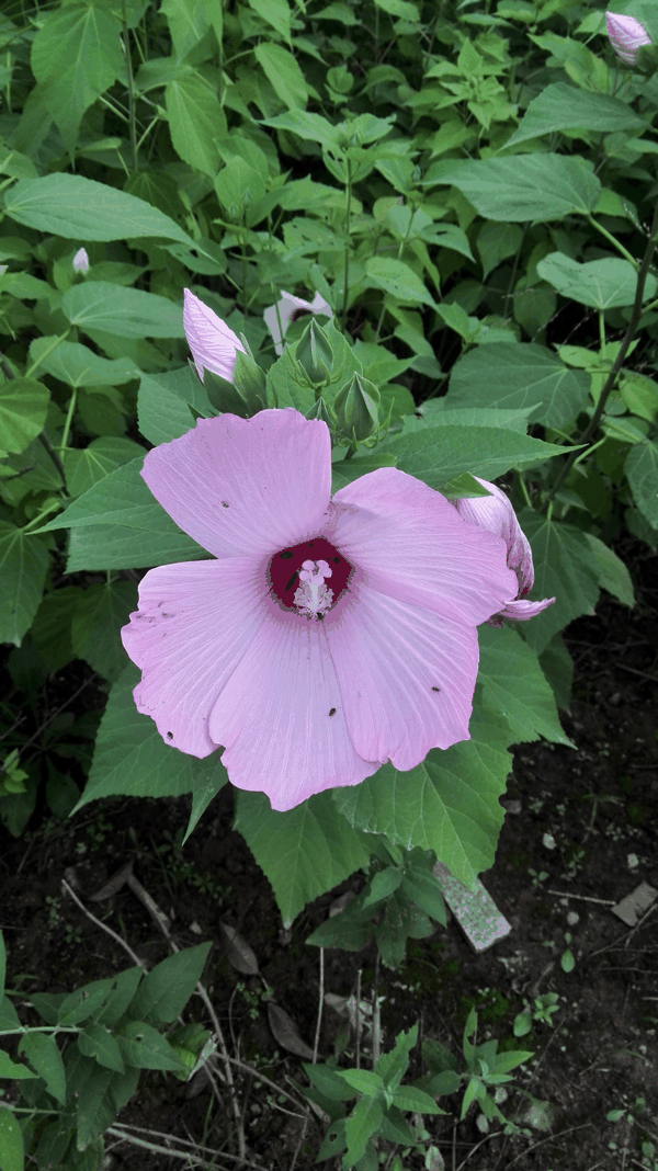 IMG_20150618_175358.jpg