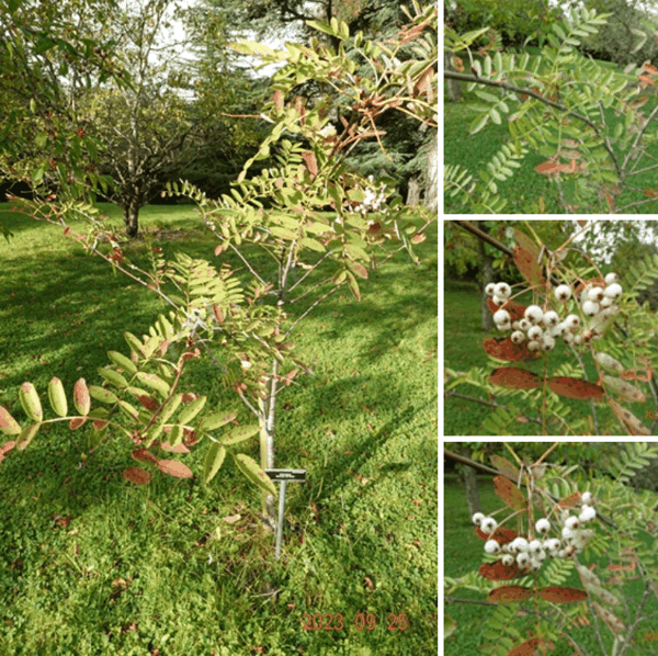 Sorbus forrestii McAll. & Gillham.png