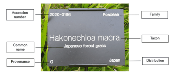 图1 箱根草铭牌.png