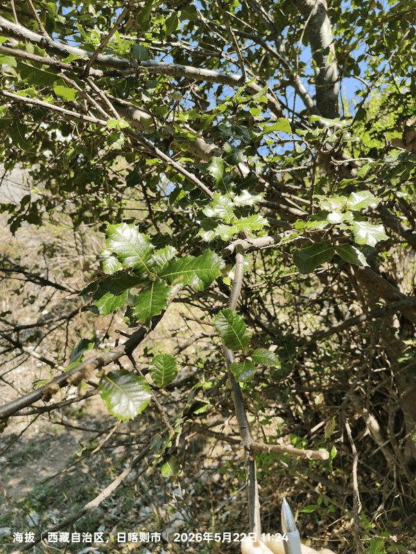 6带刺得到栎树叶.jpg